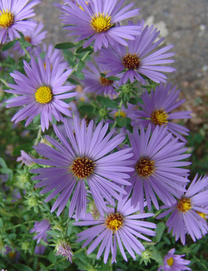 'October Skies' Aromatic Aster