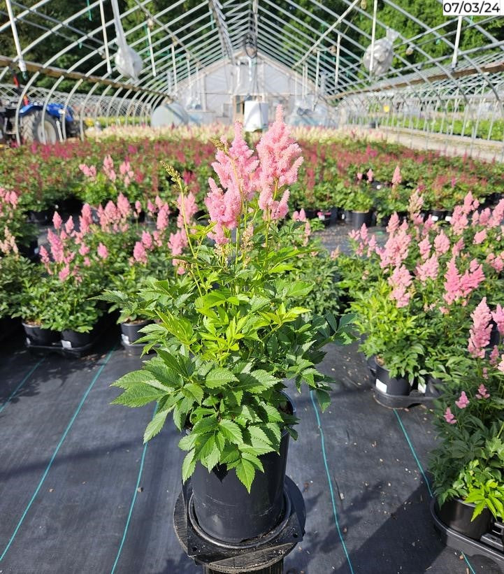 Astilbe Peach Blossom perennial in nursery with green leaves and peach blooms