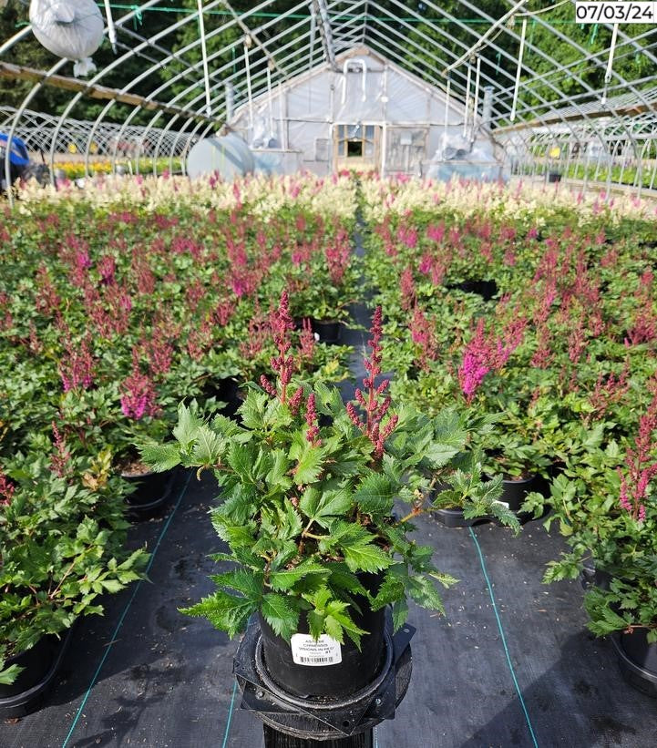 Astilbe chinensis Visions in Red garden planting with red flower plumes