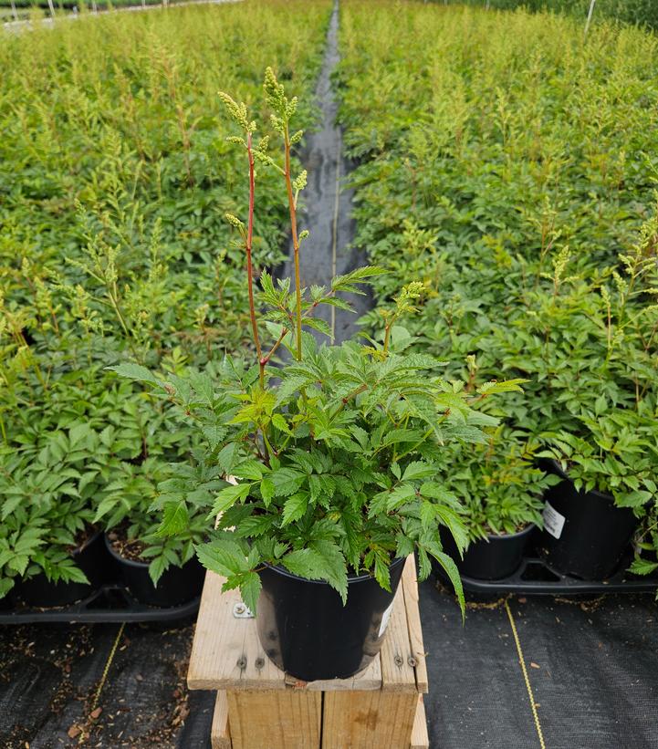 Astilbe japonica ‘Deutschland’ in nursery