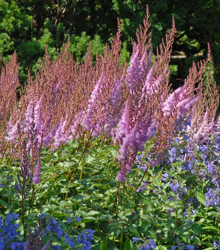 Astilbe plant with purplish red flower spikes and bronzed foliage, seen in a garden setting with other plants and a blurred background.