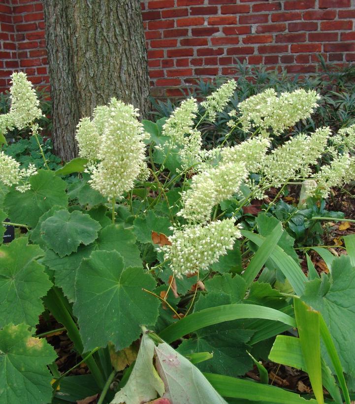 Autumn Bride Coral Bells flowering