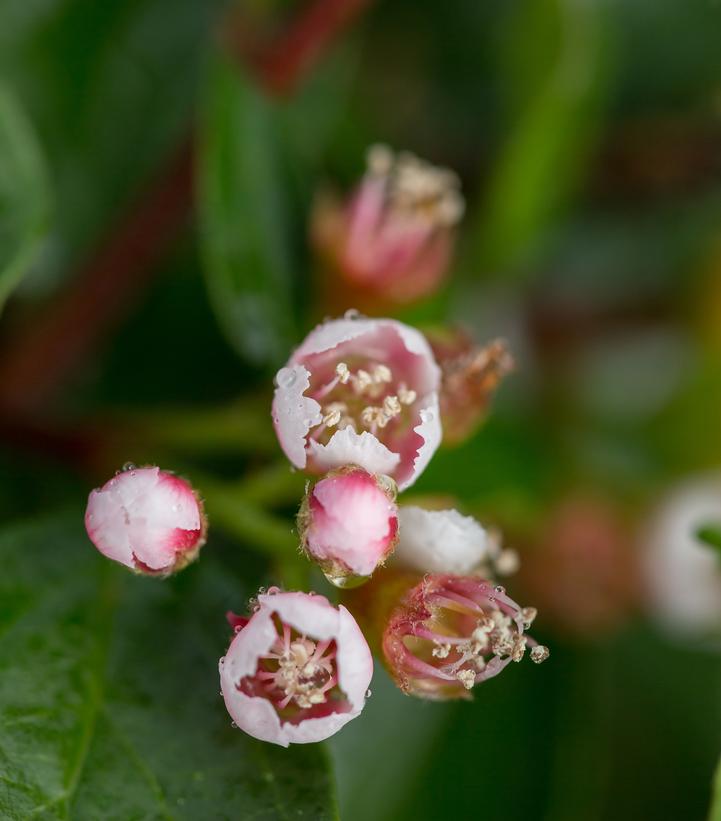 Autumn Inferno® Cotoneaster
 flower close up