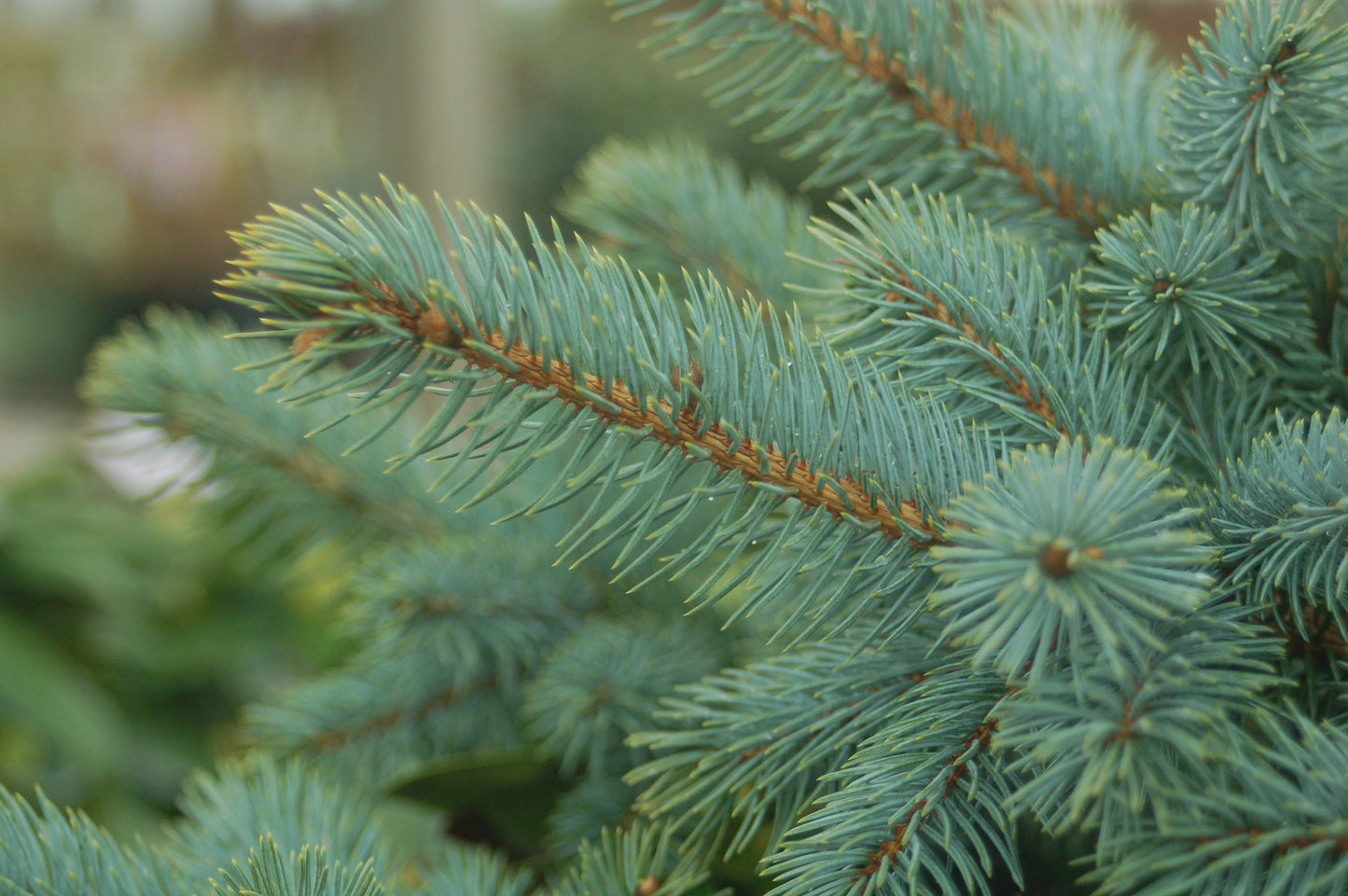 Baby Blue Blue Spruce foliage close up