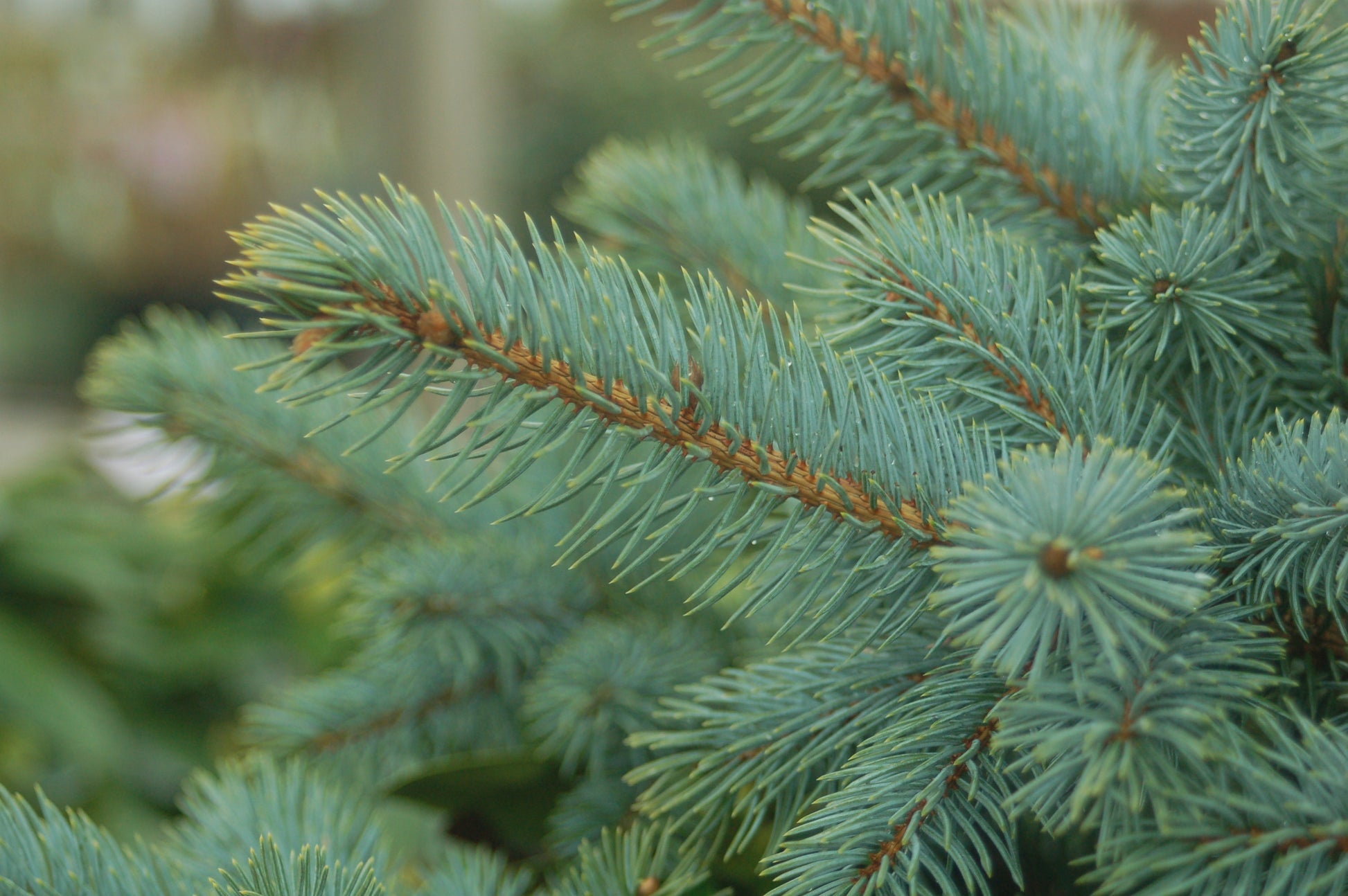 Baby Blue Blue Spruce foliage close up