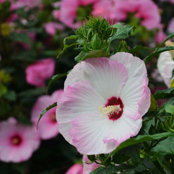 Ballet Slippers Rose Mallow flower close up
