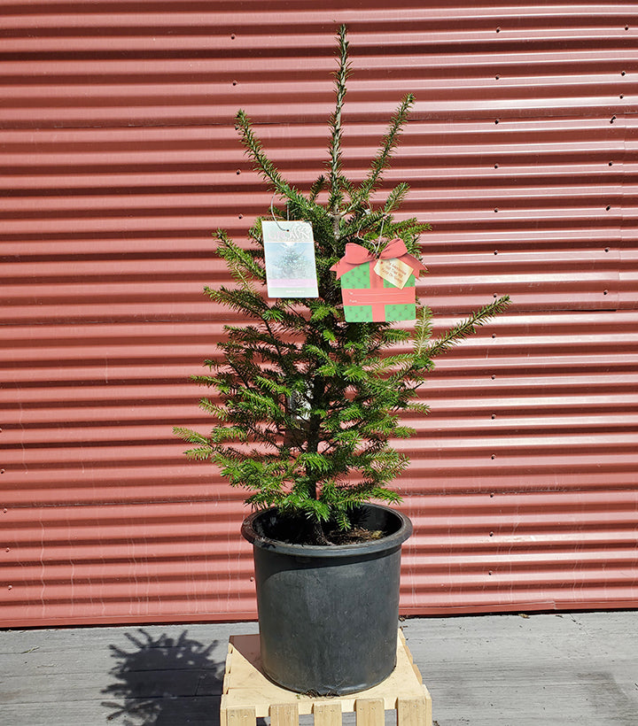 Balsam Fir in gardening container