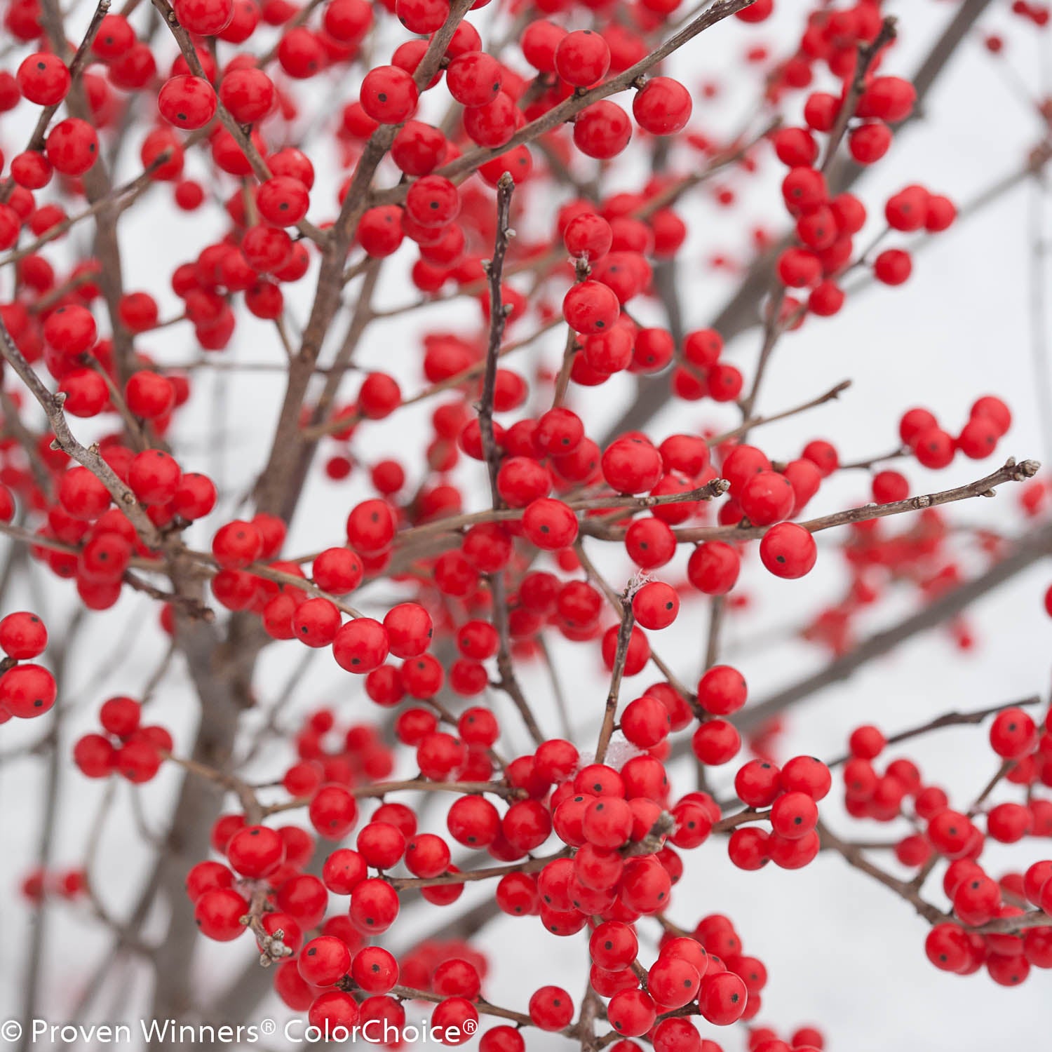 Berry Poppins® Winterberry fruit focus