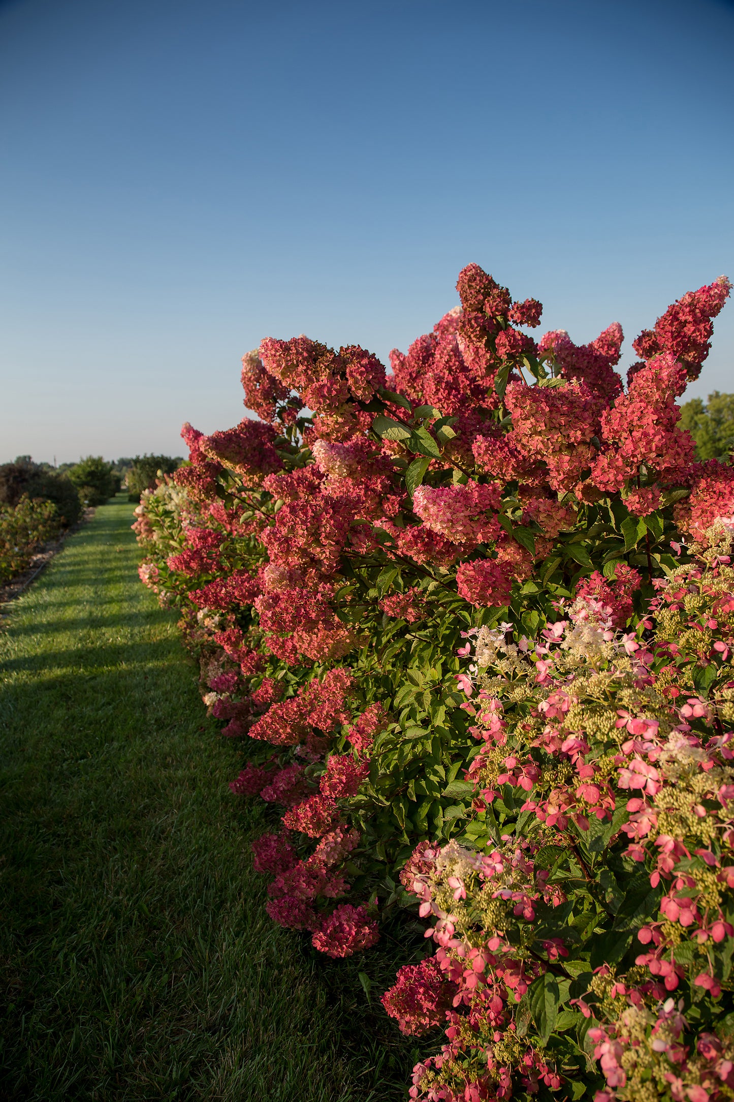 Berry White® Hydrangea flowering in landscape