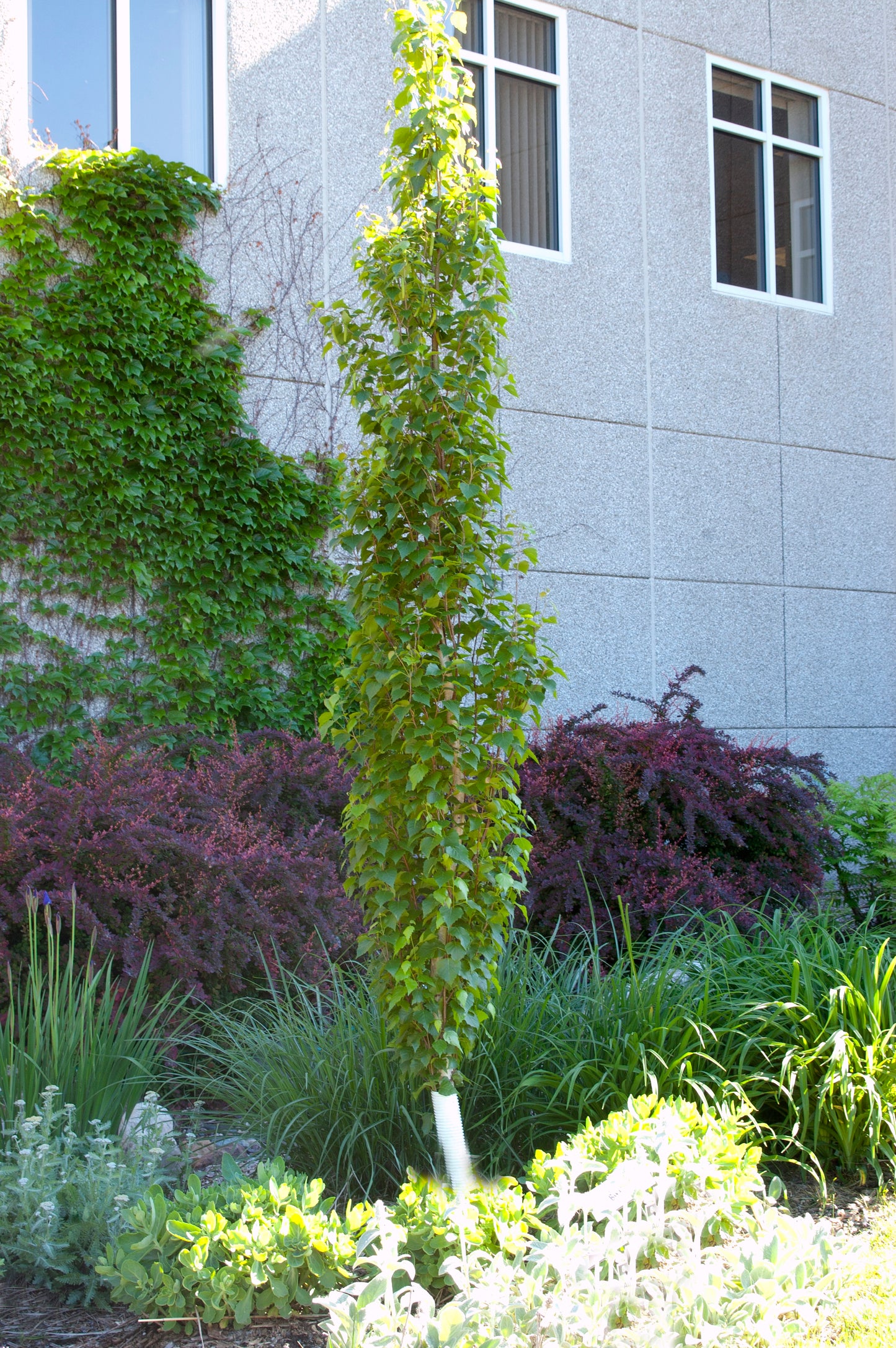 Parkland Pillar® Birch