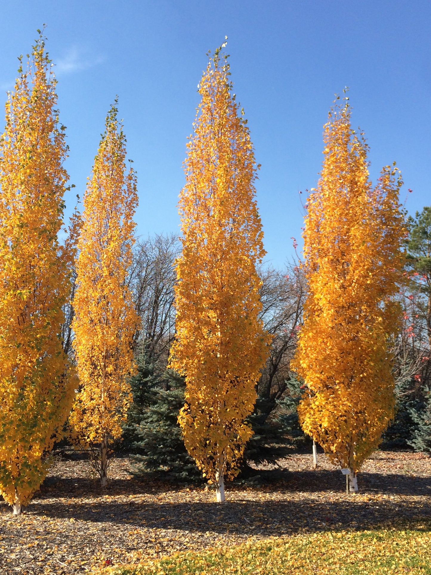 Parkland Pillar® Birch