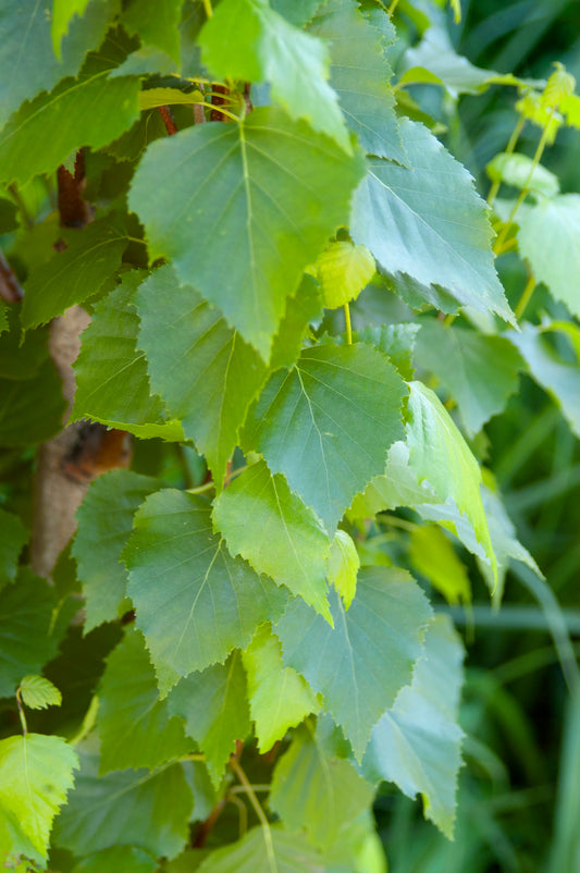 Parkland Pillar® Birch