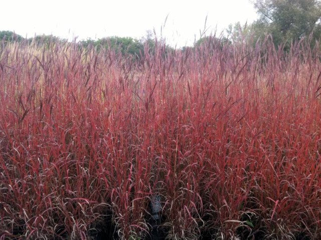 Big Bluestem grass transitioning from summer green to subtle fall tones of copper and red