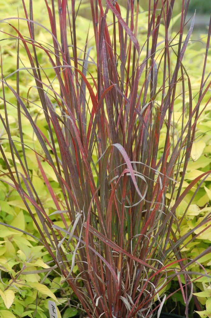 Big Bluestem grass with emerging seed heads rising above the green blades