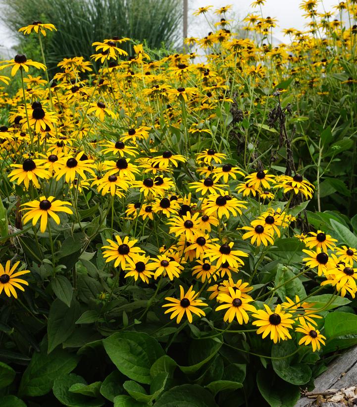 Black Eyed Susan flowering in the garden