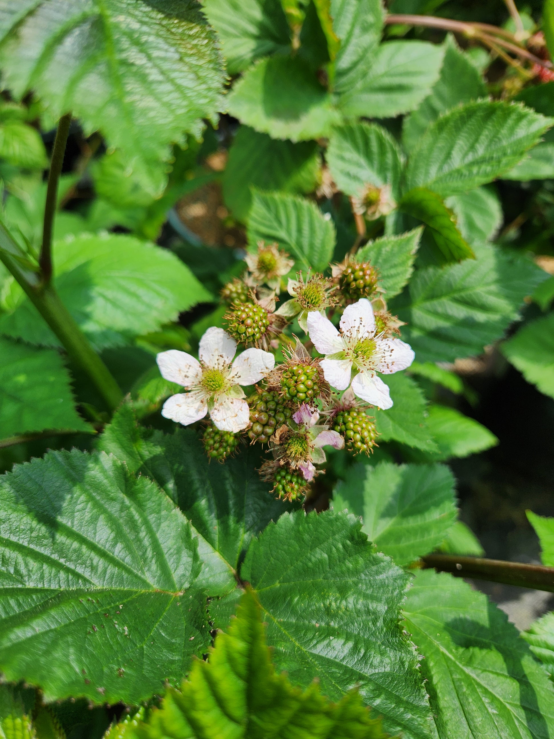 Black Satin Thornless Blackberry flowering