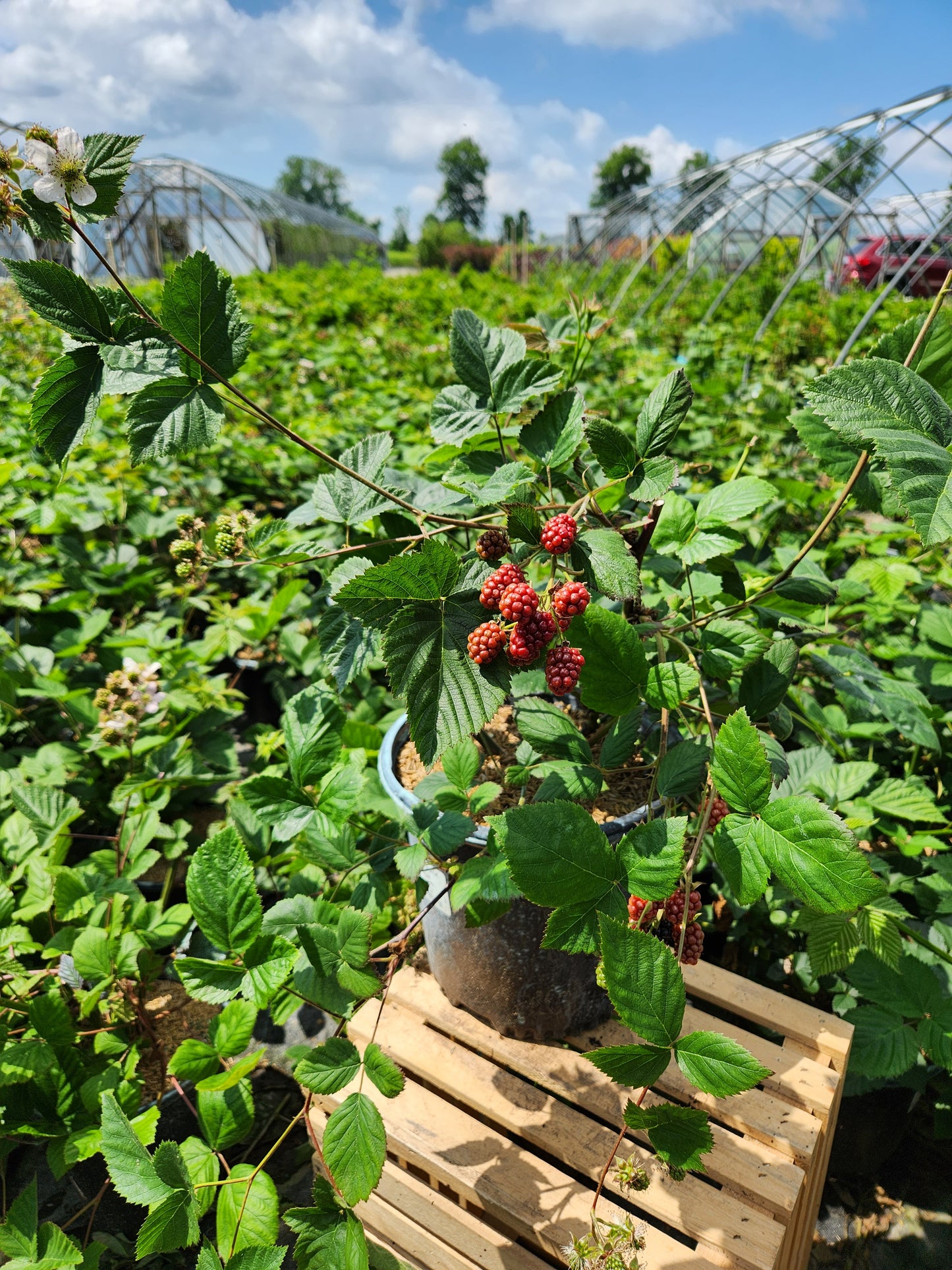 Black Satin Thornless Blackberry with fruit i the nursery