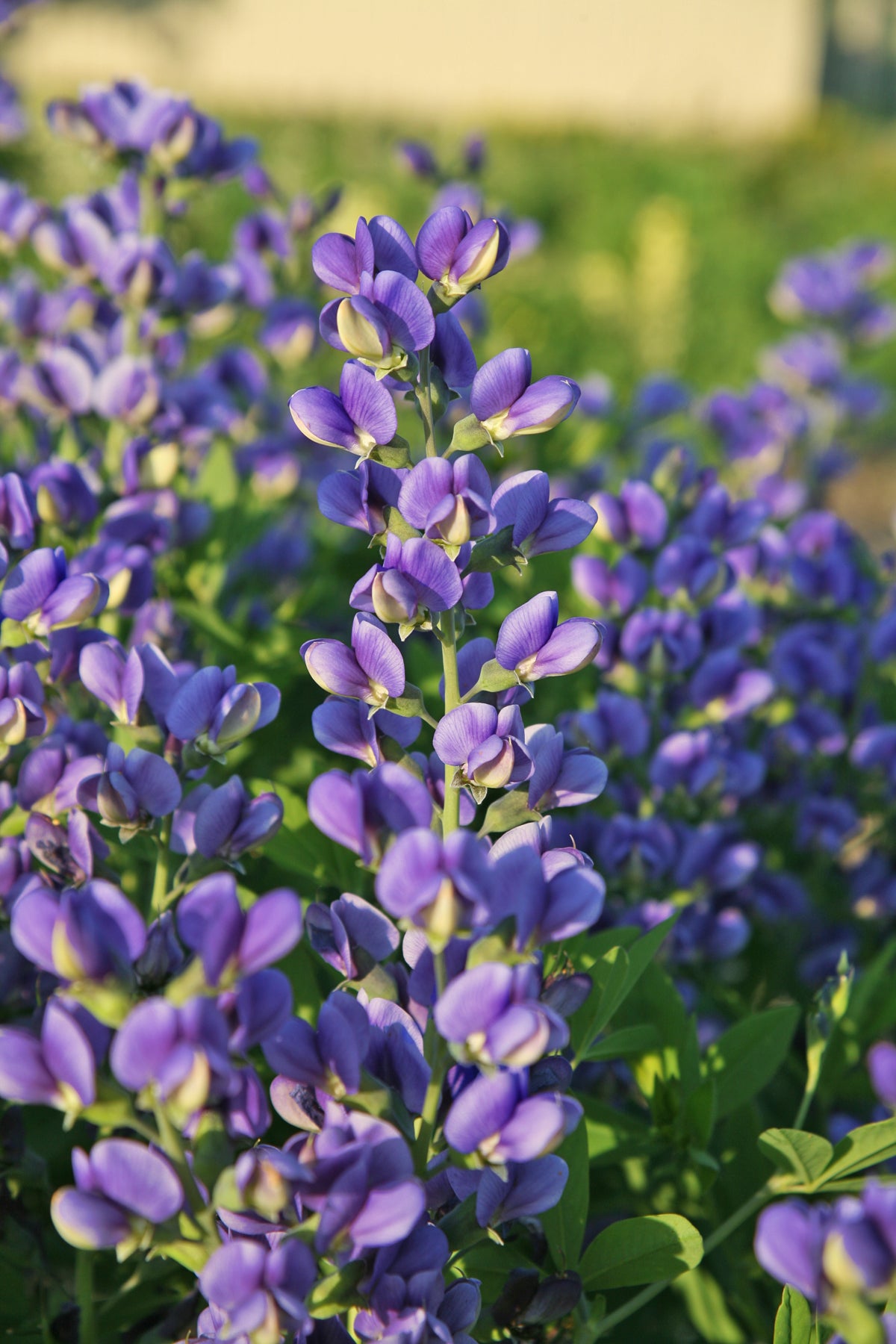 Blooming purple flowers with a blurred green background