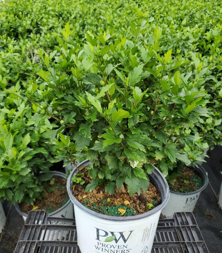 Blue Chiffon® Rose of Sharon in branded pot