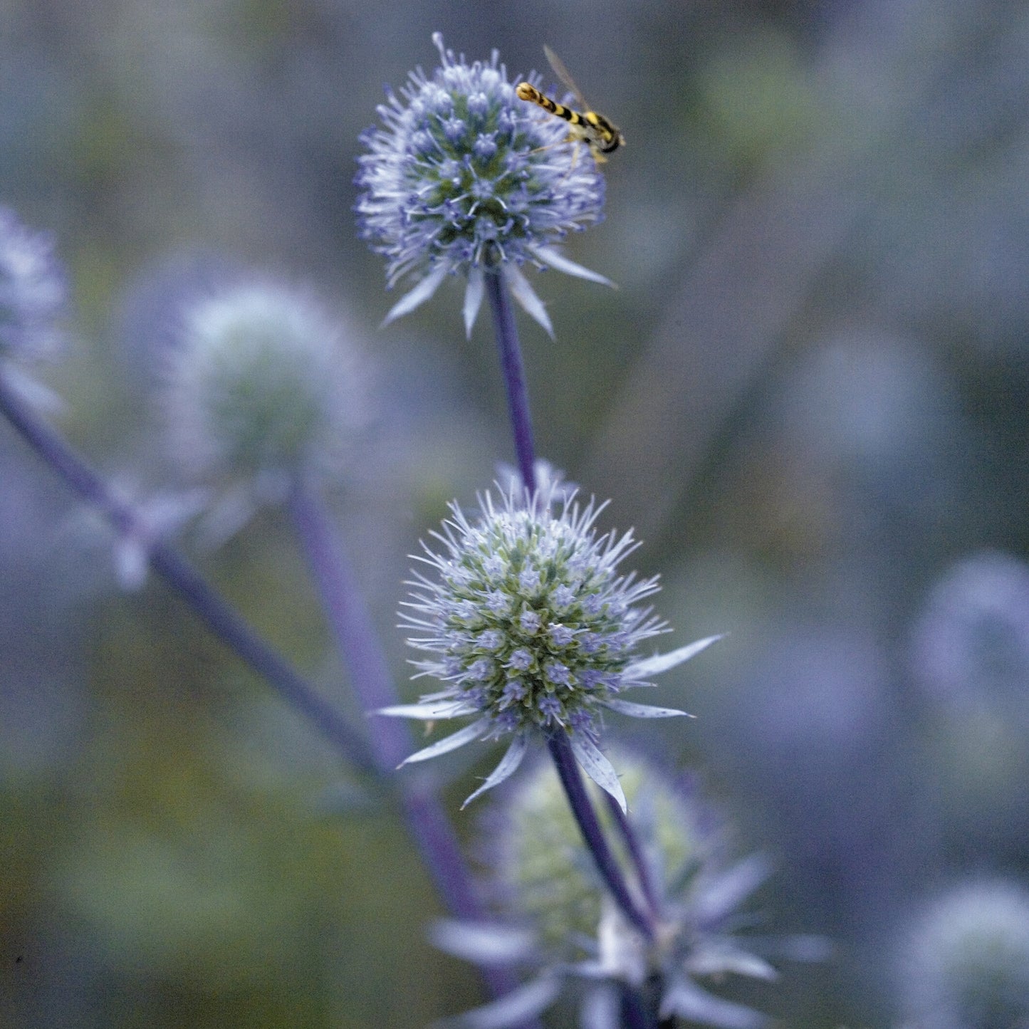 Blue Glitter Sea Holly flower close up