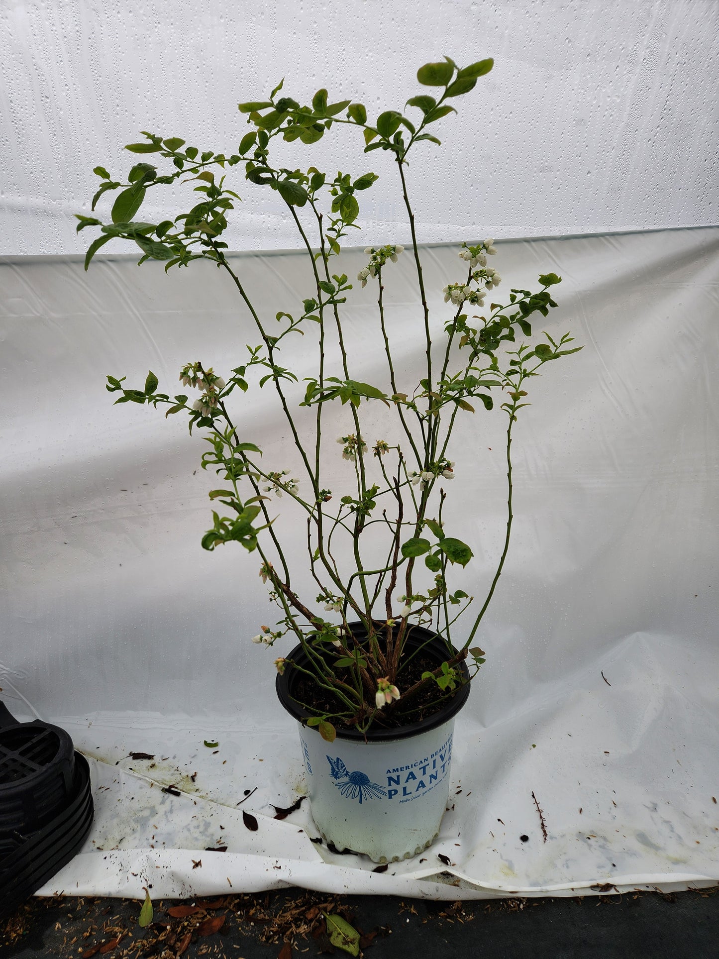 Blue Jay blueberry plant showing developing leaves