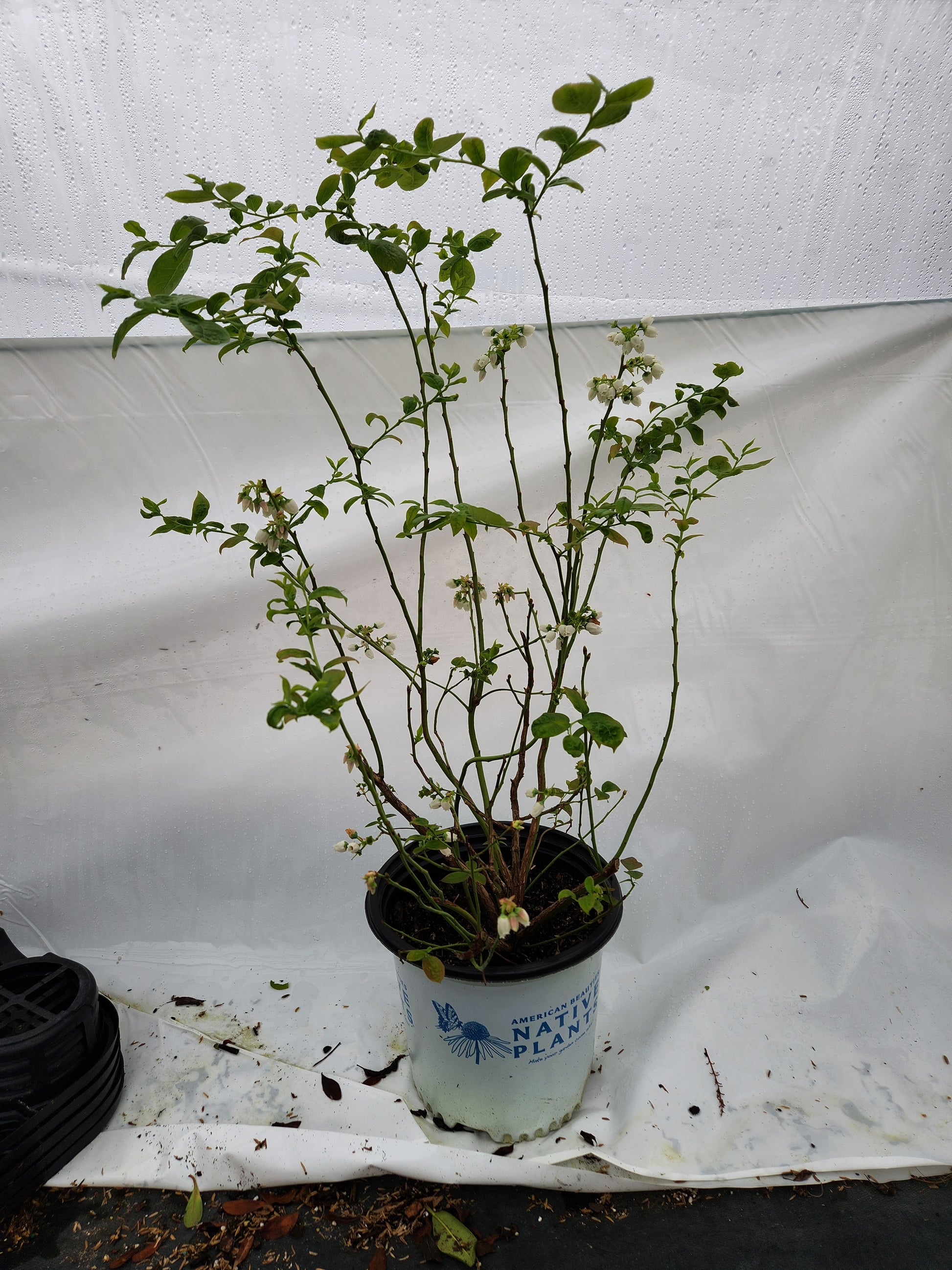 Blue Jay blueberry plant showing developing leaves
