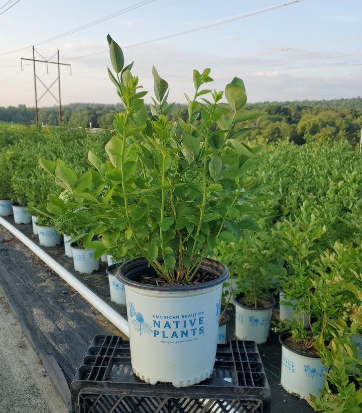 Blue Jay highbush blueberry plant in container with green foliage