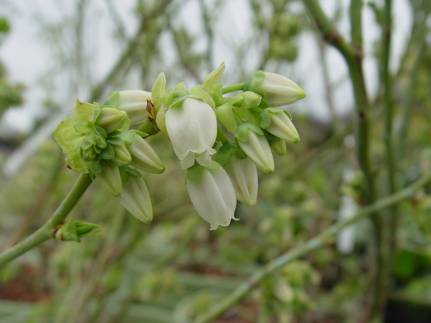 Blue Jay highbush blueberry with blossoms and foliage detail