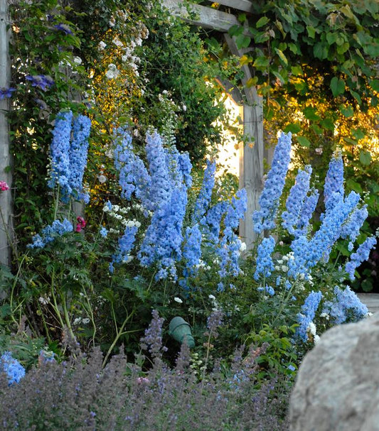 Blue Lace Bee Delphinium flowering in the garden