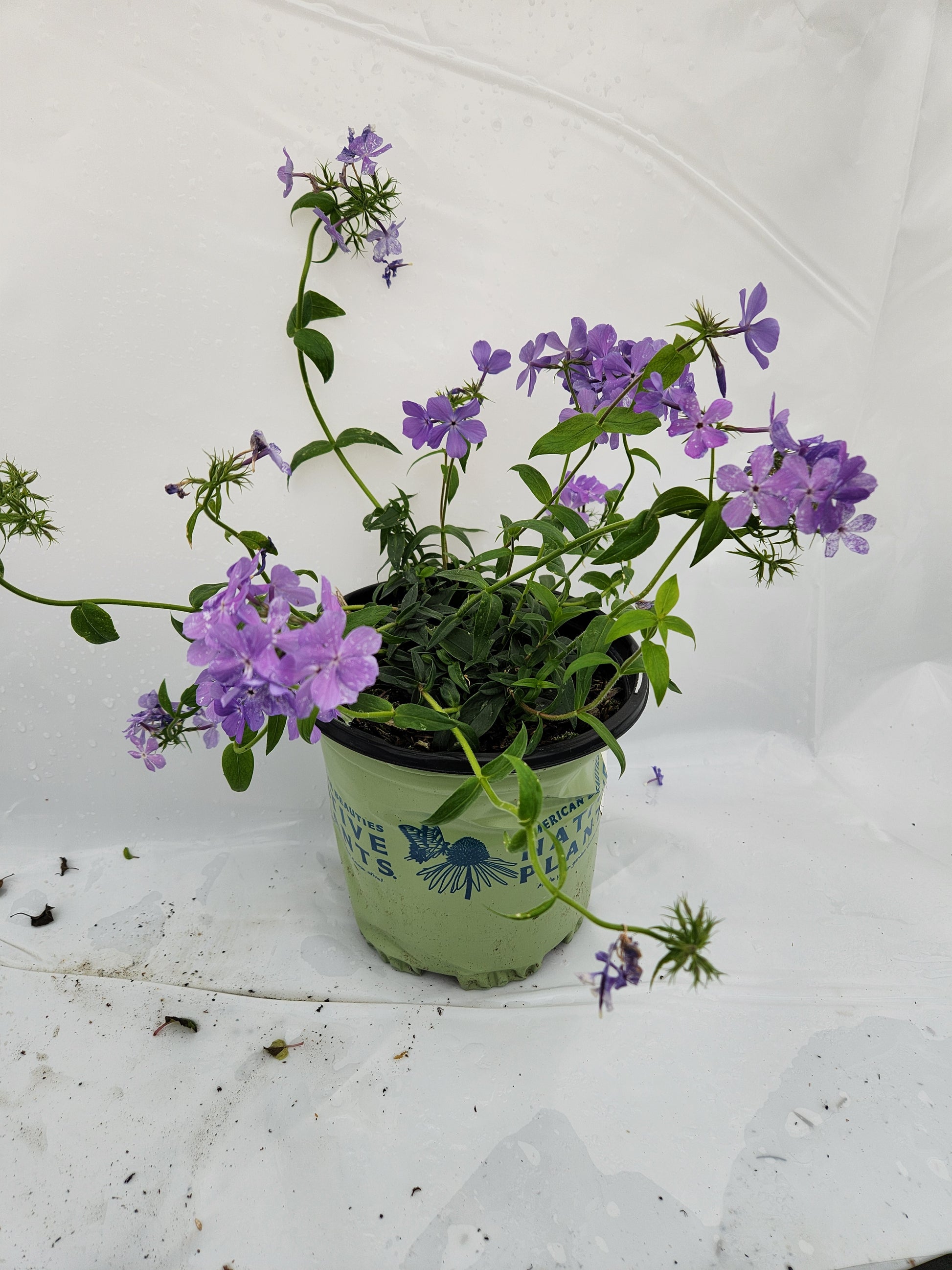 blue moon indoor plant Blue Moon Woodland Phlox – Green Promise Farms