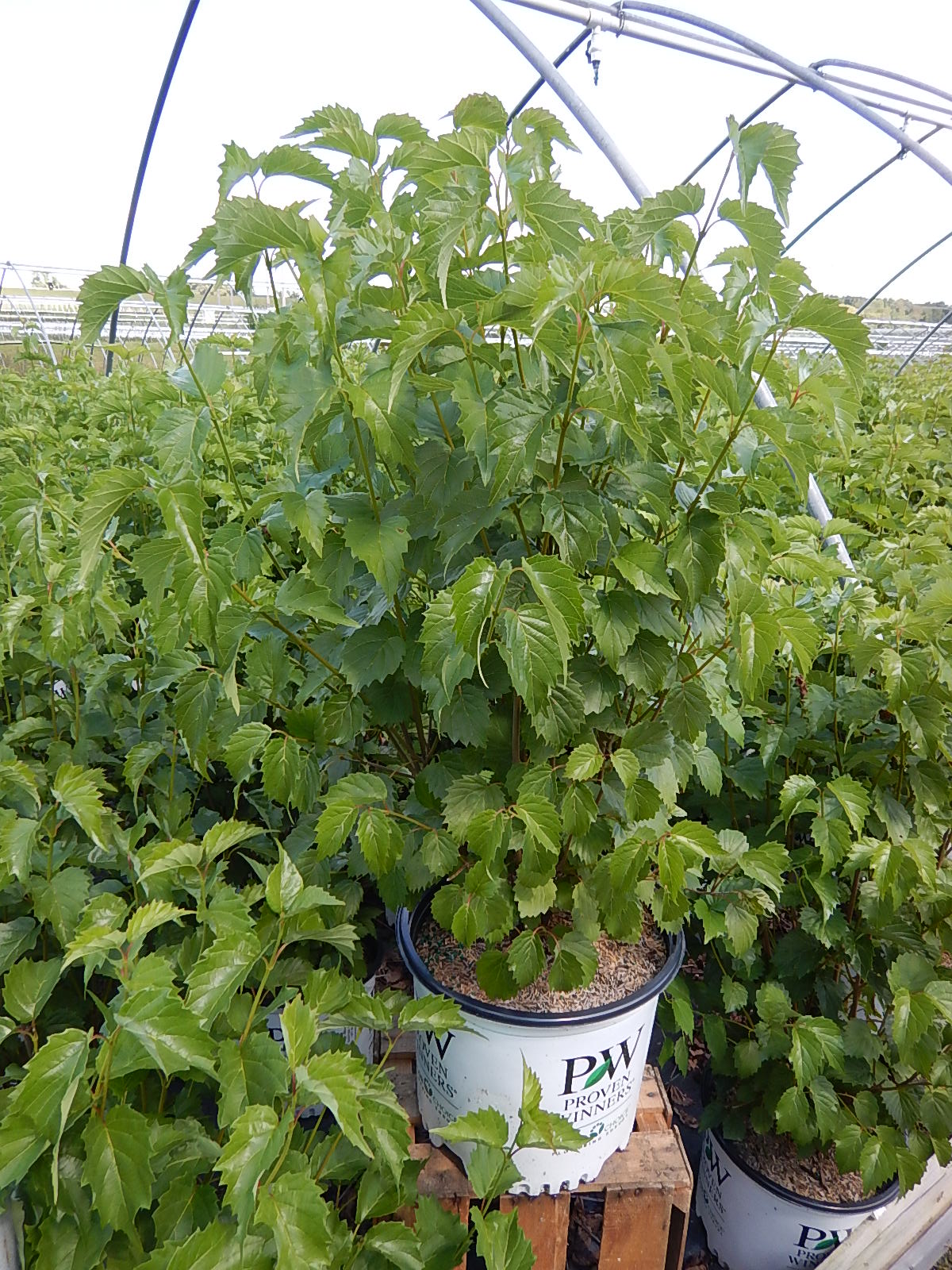 Blue Muffin® Arrowwood Viburnum full of green foliage in nursery