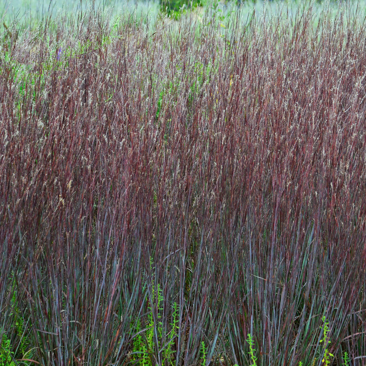 Blue Paradise Little Bluestem clump with slender upright foliage and subtle bluish tones