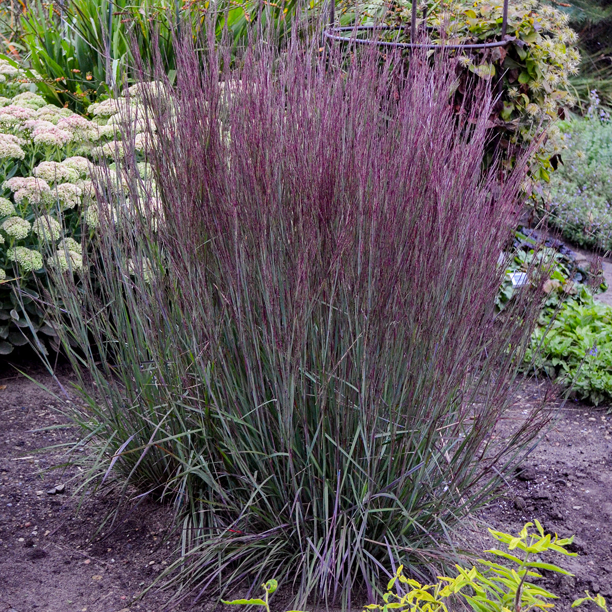 Blue Paradise Little Bluestem ornamental grass in a garden setting, showing upright silvery‑blue foliage with other plants