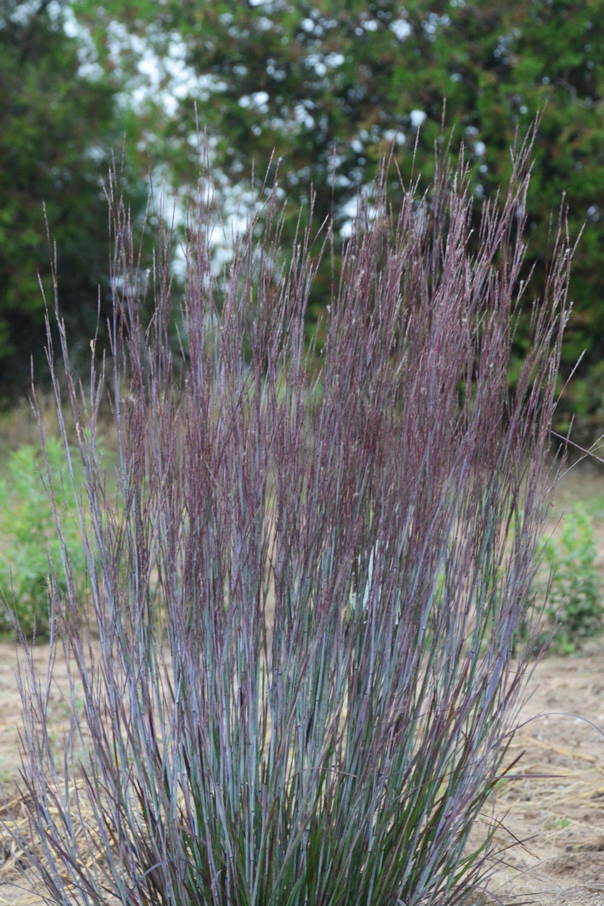 Blue Paradise Little Bluestem’s columnar grassy form with foliage catching light
