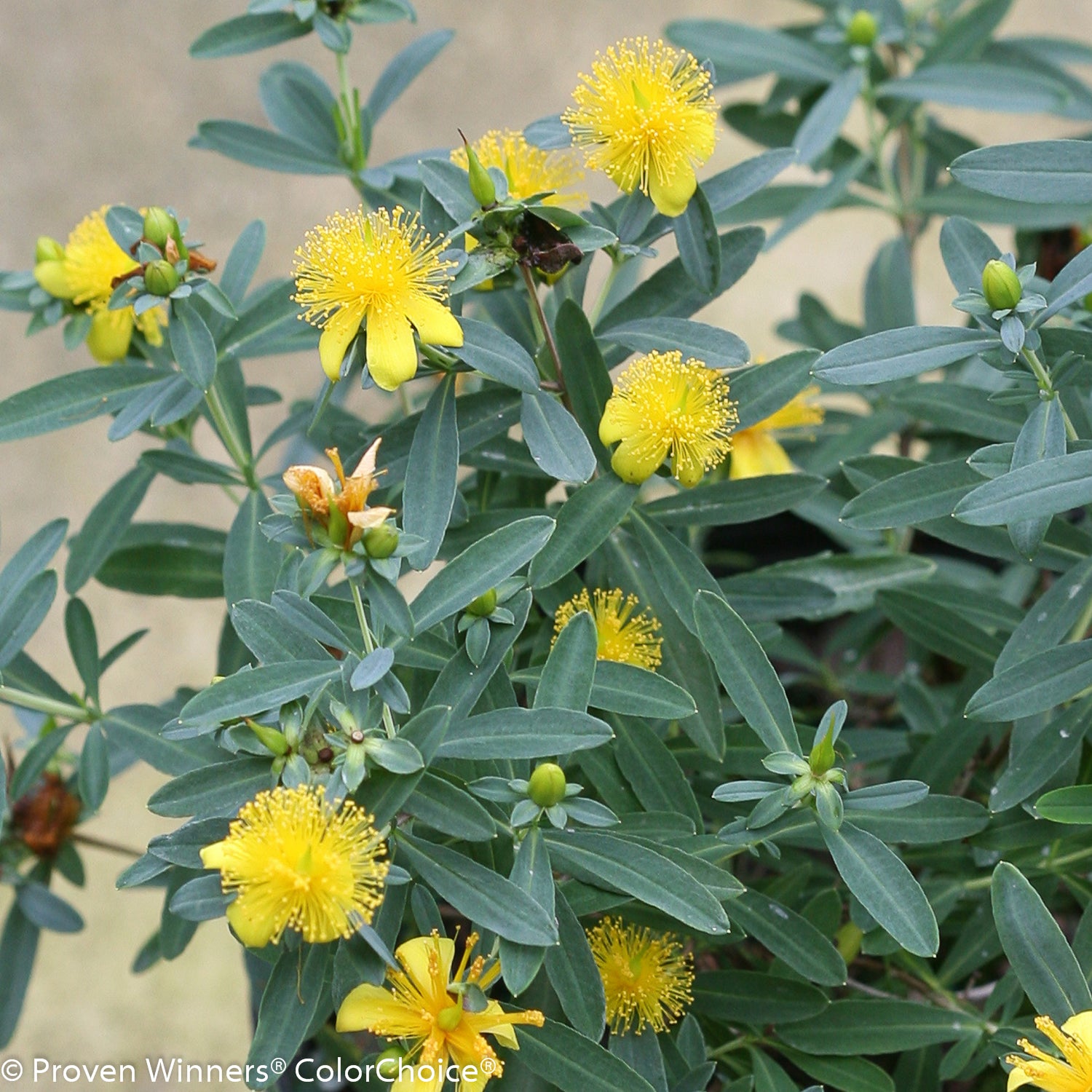 Blues Festival® St. John's-Wort blooming