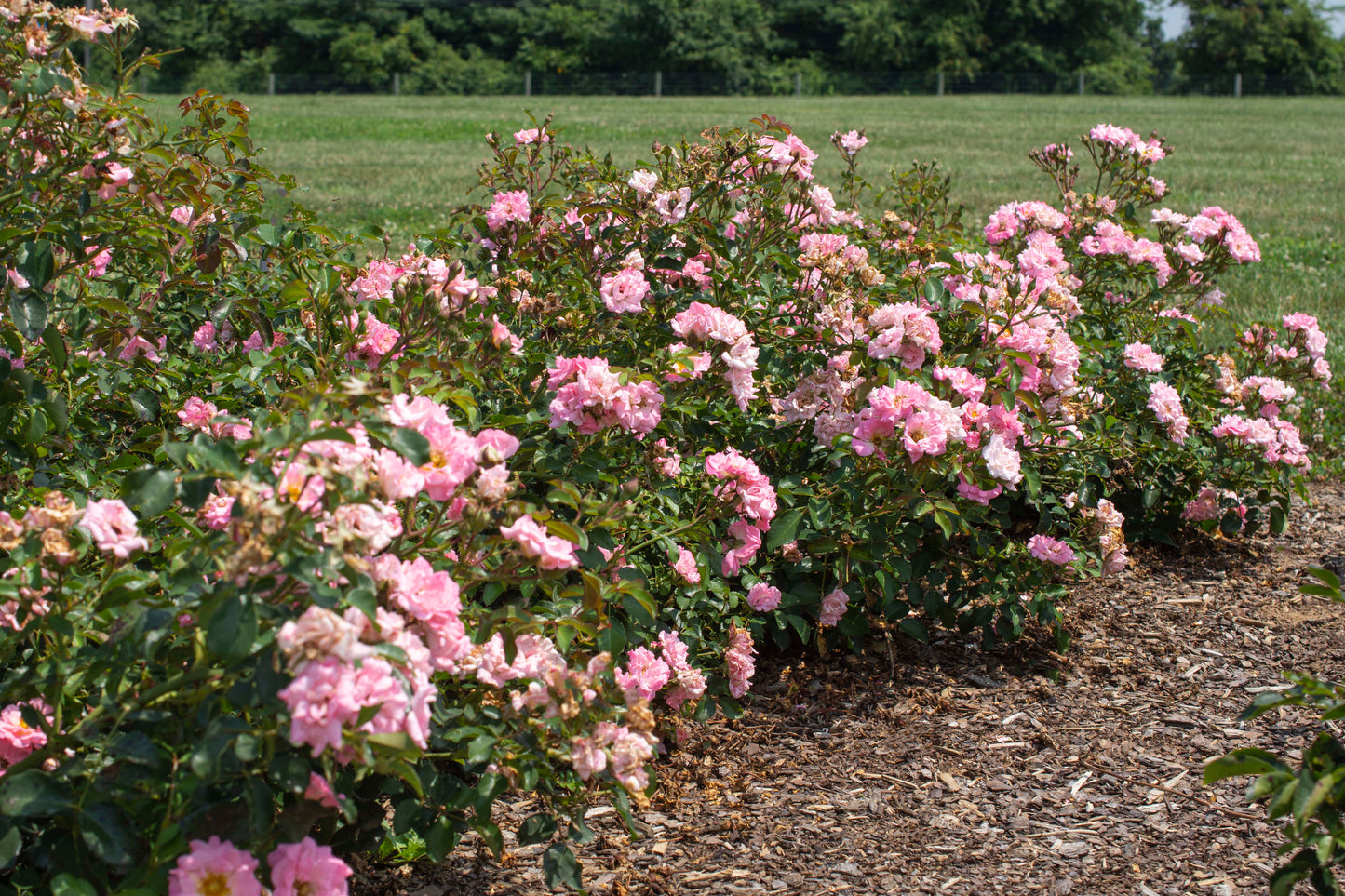 Blushing Drift® Rose flwoering