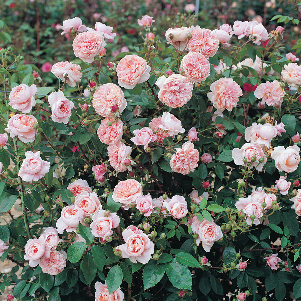 Bouquet of pink roses with green leaves