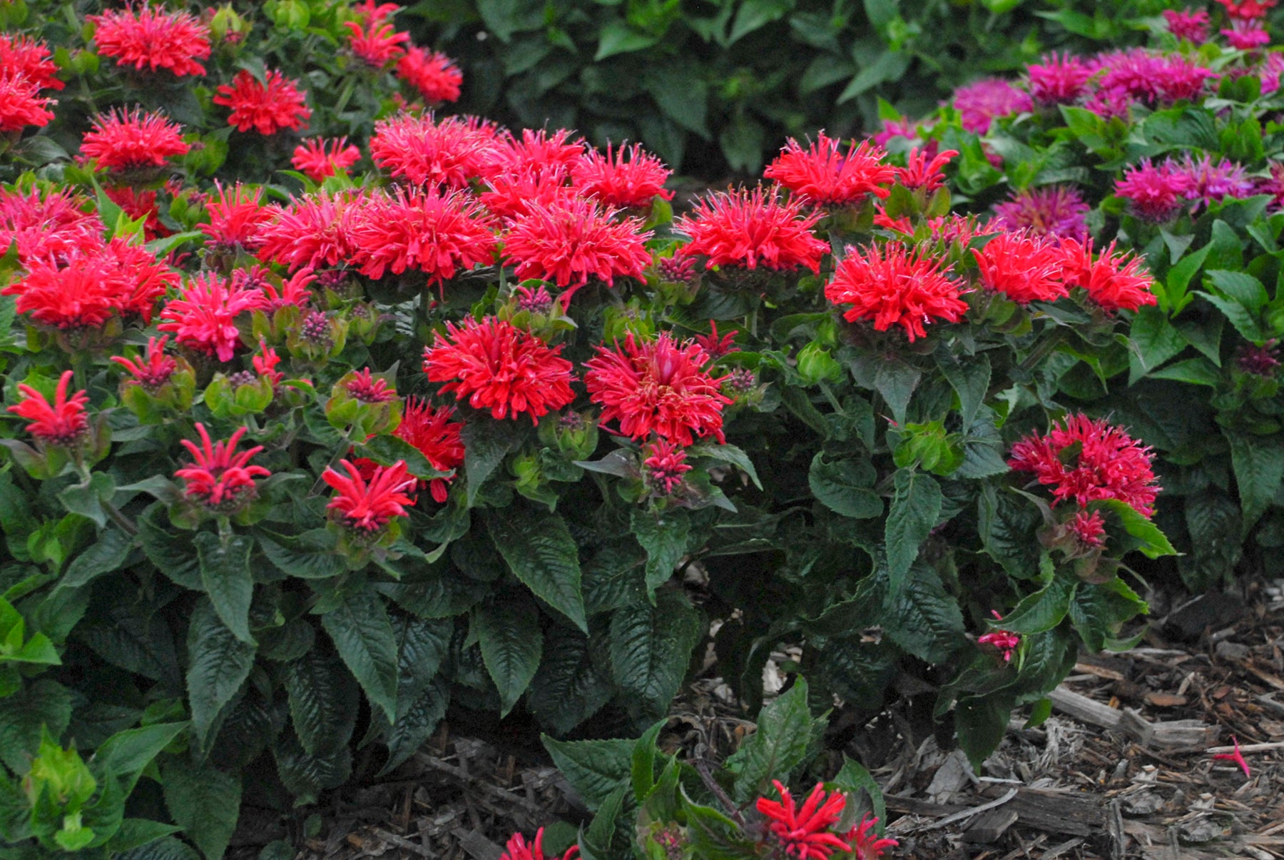 Bouquet of red and pink flowers with green leaves