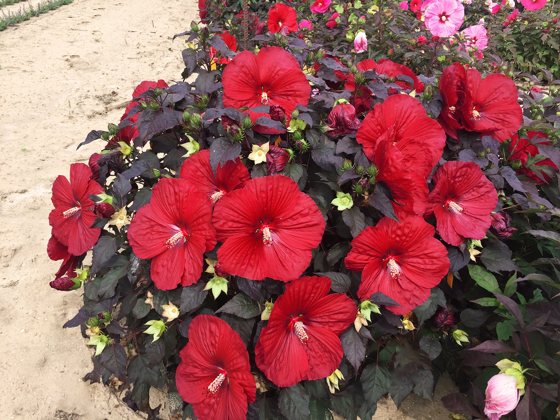 Bouquet of red flowers with green leaves on a sandy background