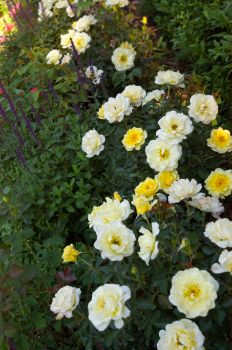 Bouquet of white and yellow flowers in a garden setting