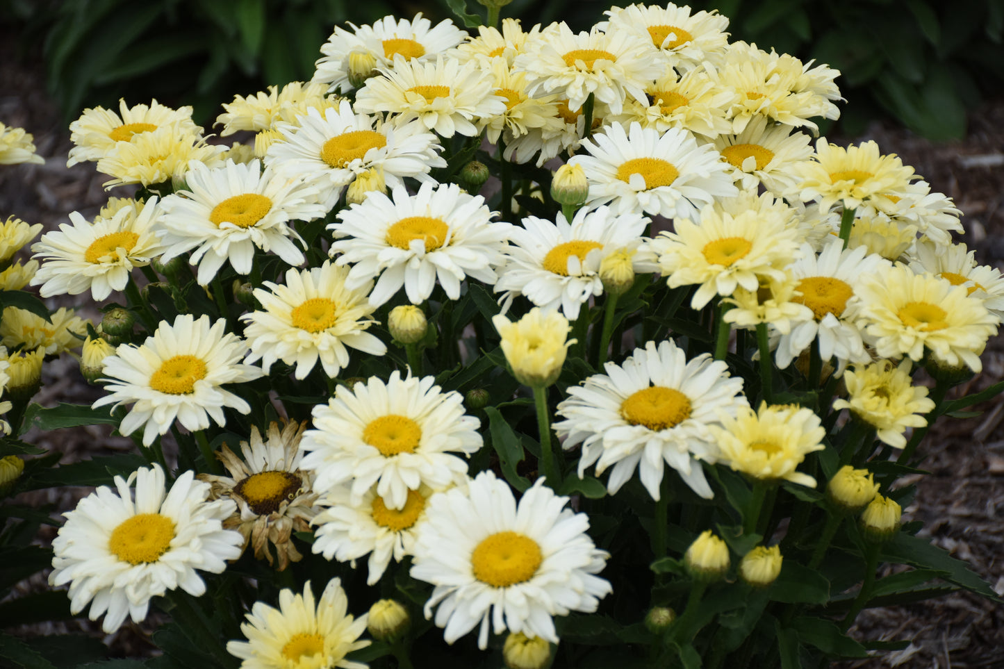 Bouquet of white and yellow flowers with green leaves