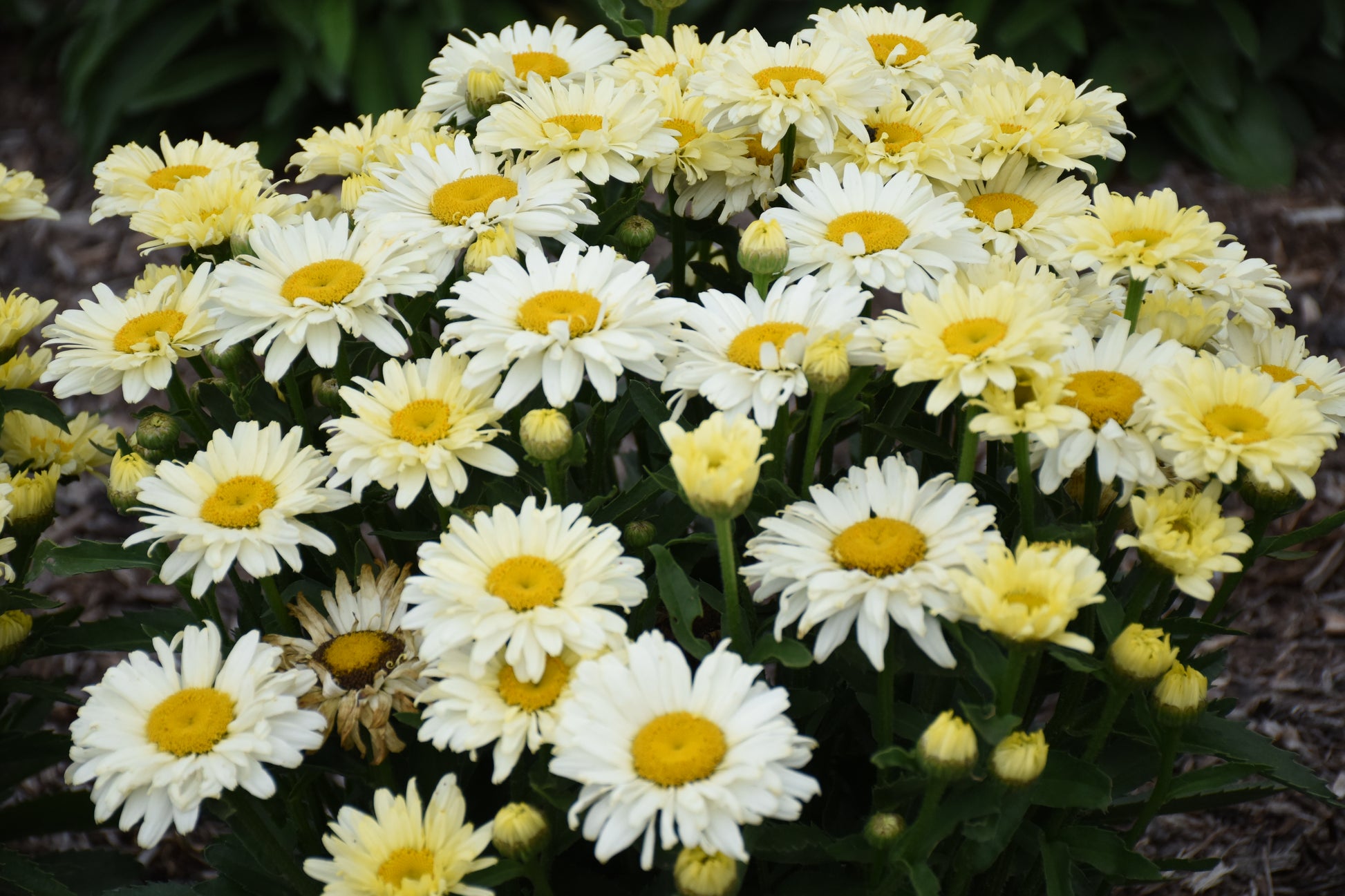 Bouquet of white and yellow flowers with green leaves