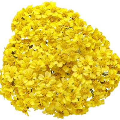 Bouquet of yellow flowers on a white background