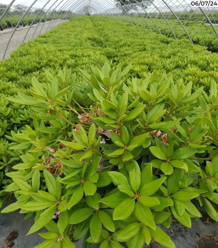 Boursault Rhododendron potted plant showing leaves and stems
