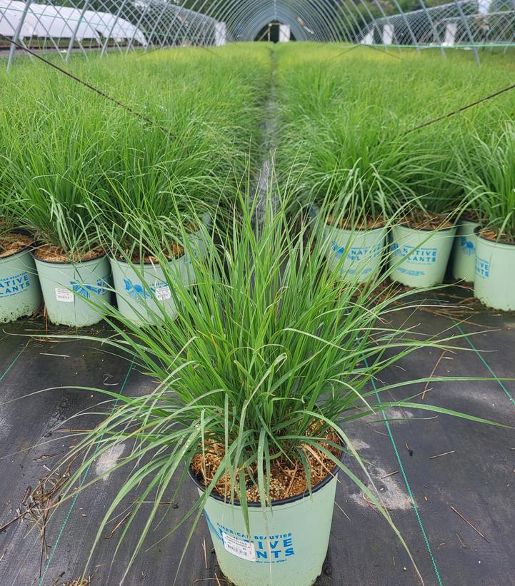 Bouteloua curtipendula