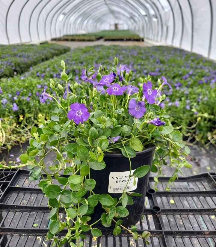 Bowles Periwinkle flowering in nursery
