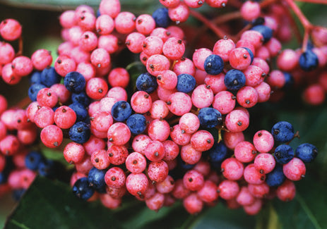 Brandywine™ Viburnum plant showing fruit