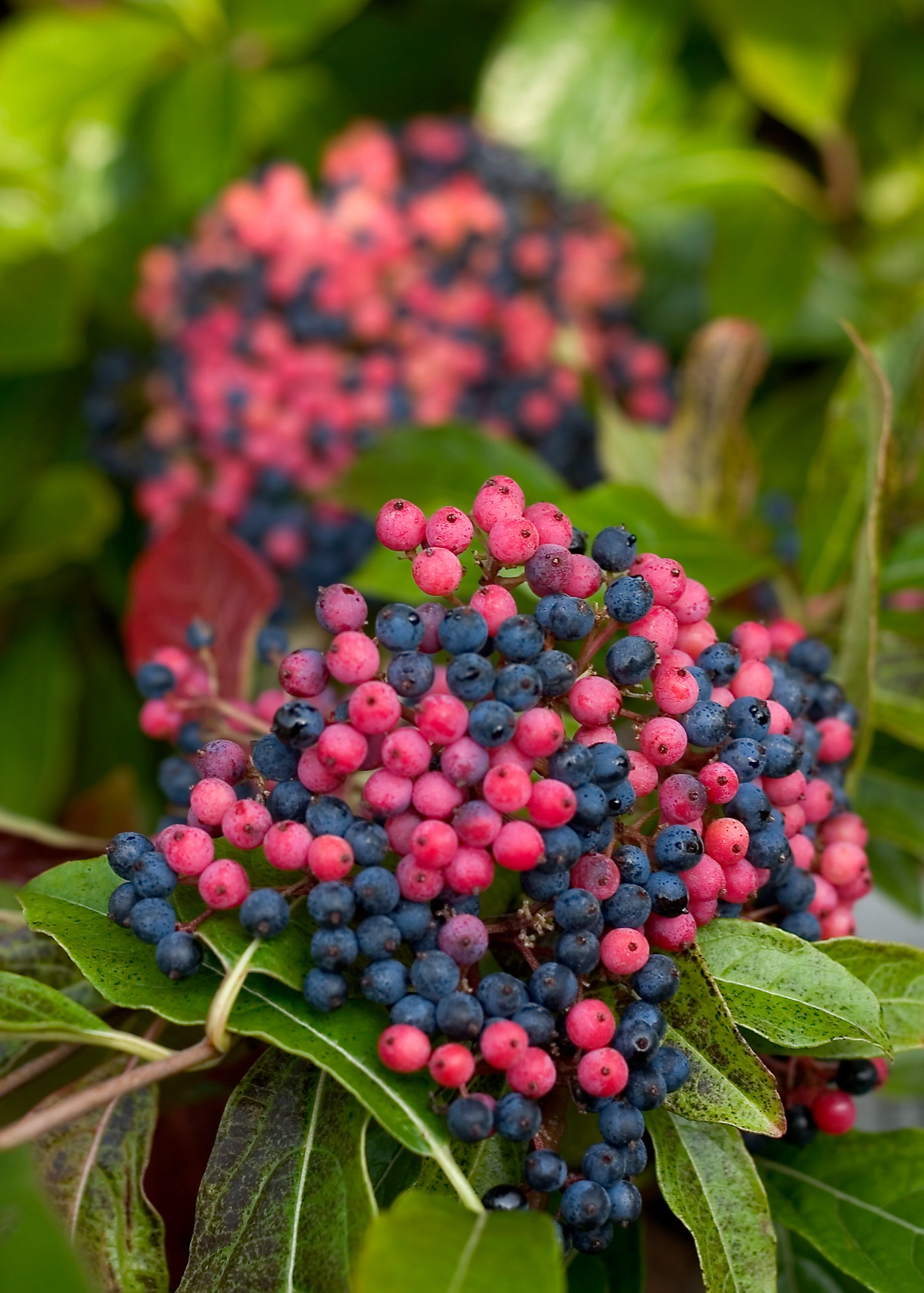 Brandywine™ Viburnum plant showing glossy leaves and berry clusters