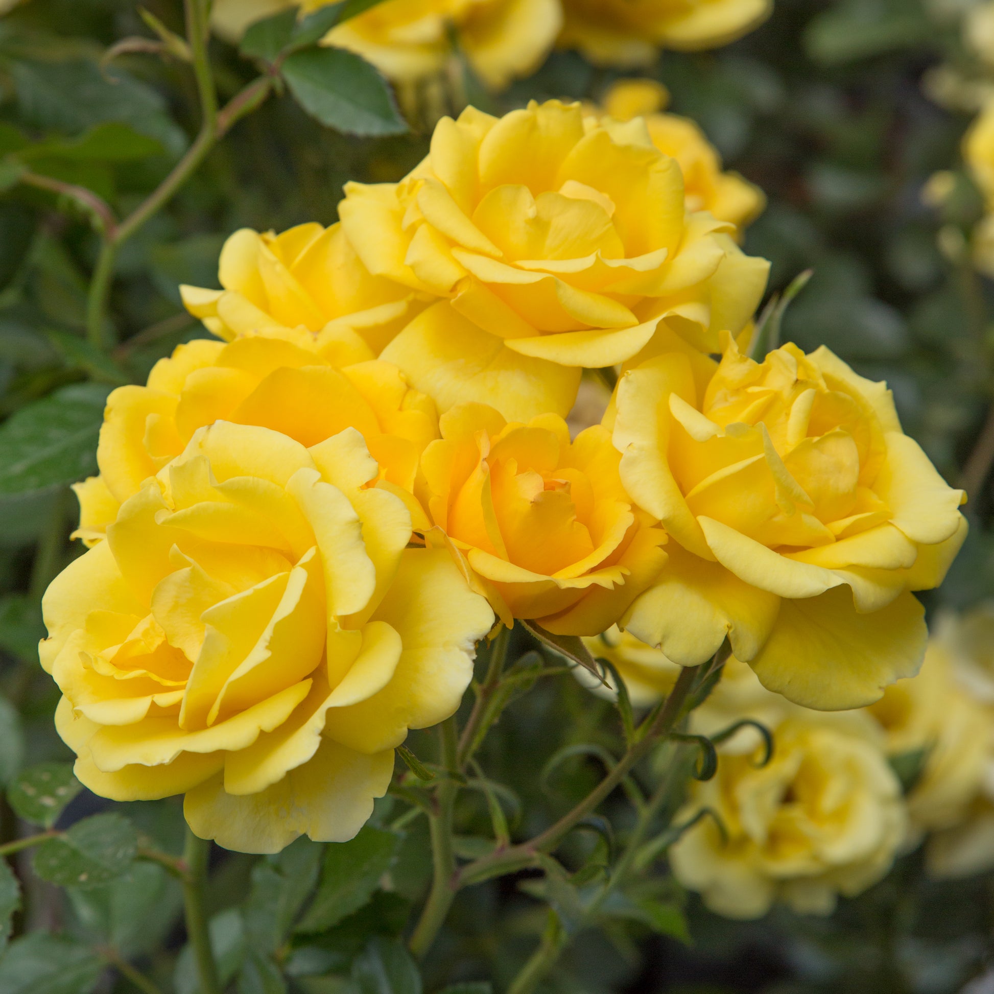 Bright yellow roses with green glossy foliage in the background.