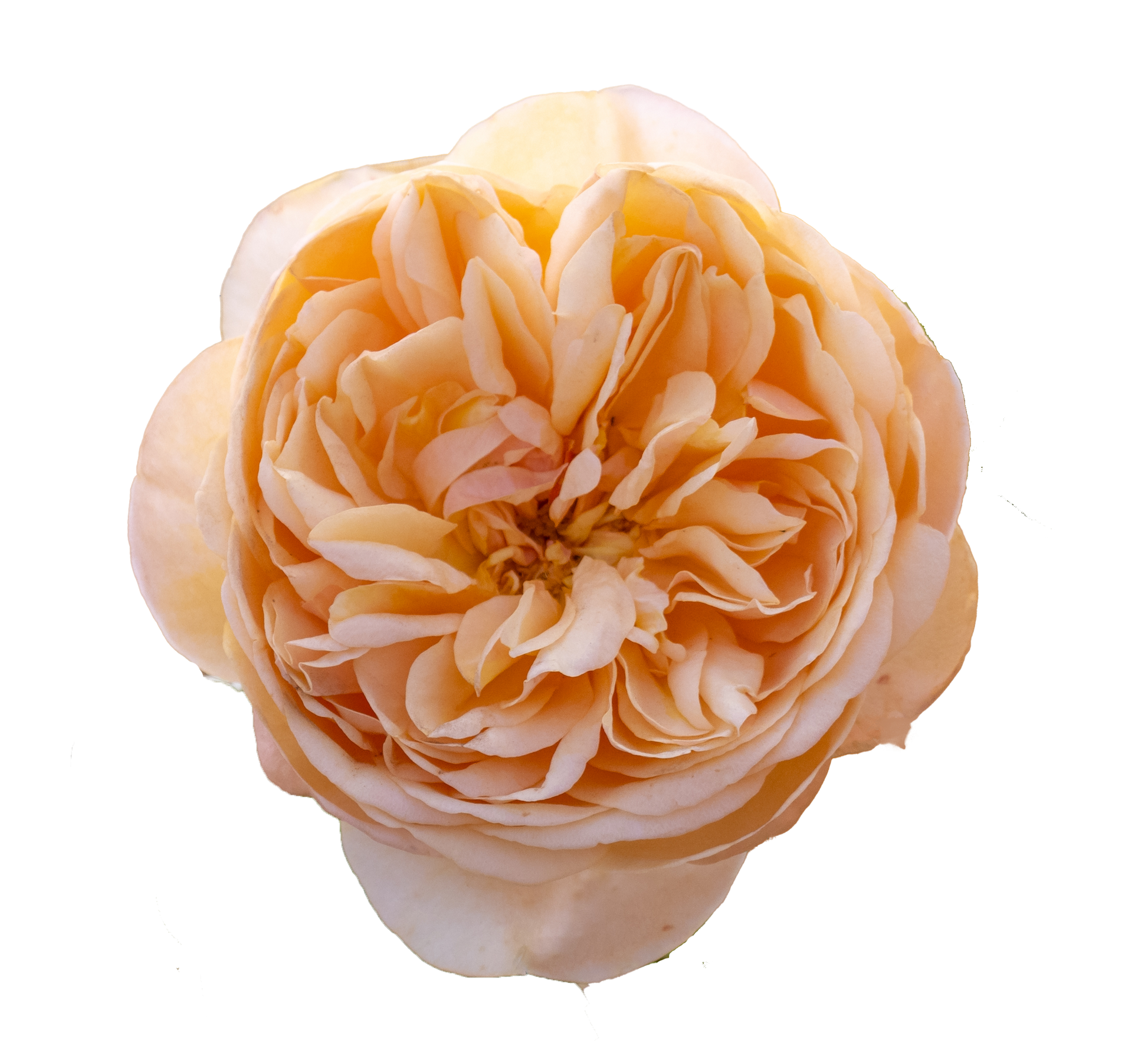 Bring Me Sunshine English Shrub Rose flower
